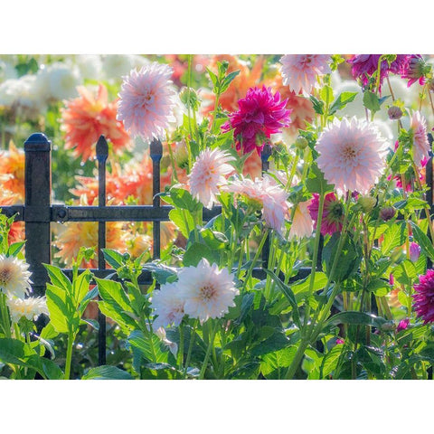 Oregon-Canby-Swam Island Dahlias-Dahlia flower garden in full color Gold Ornate Wood Framed Art Print with Double Matting by Gulin, Sylvia