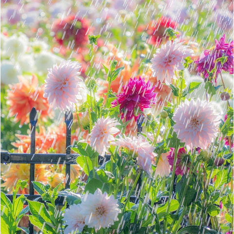 Oregon-Canby-Swan Island Dahlias-water coming down on flowers Black Modern Wood Framed Art Print by Gulin, Sylvia