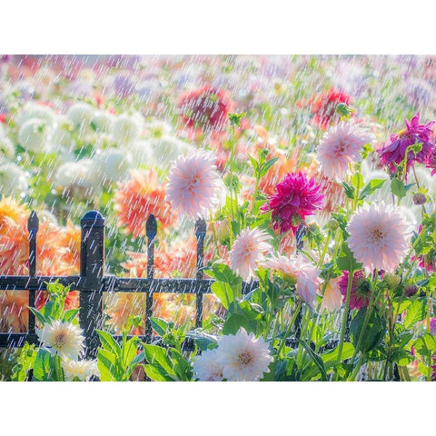 Oregon-Canby-Swan Island Dahlias-water coming down on flowers Gold Ornate Wood Framed Art Print with Double Matting by Gulin, Sylvia