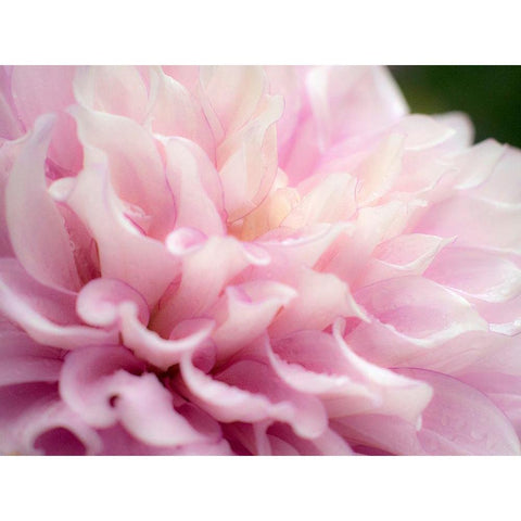Oregon-Canby-Swan Island Dahlia farm with close-ups of flowering Dahlia White Modern Wood Framed Art Print by Gulin, Sylvia