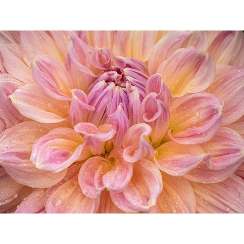 Oregon-Canby-Swan Island Dahlia farm with close-ups of flowering Dahlia Black Modern Wood Framed Art Print with Double Matting by Gulin, Sylvia
