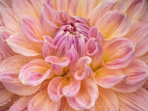 Oregon-Canby-Swan Island Dahlia farm with close-ups of flowering Dahlia Black Ornate Wood Framed Art Print with Double Matting by Gulin, Sylvia