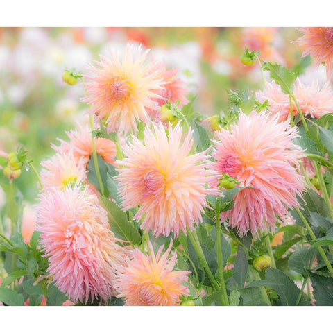 Oregon-Canby-Swam Island Dahlias-Dahlia flower garden in full color Gold Ornate Wood Framed Art Print with Double Matting by Gulin, Sylvia