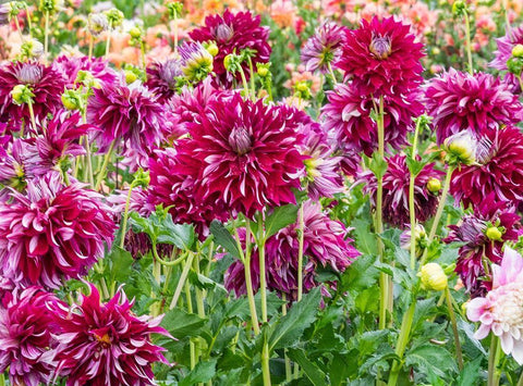 Oregon-Canby-Swam Island Dahlias-Dahlia flower garden in full color Black Ornate Wood Framed Art Print with Double Matting by Gulin, Sylvia