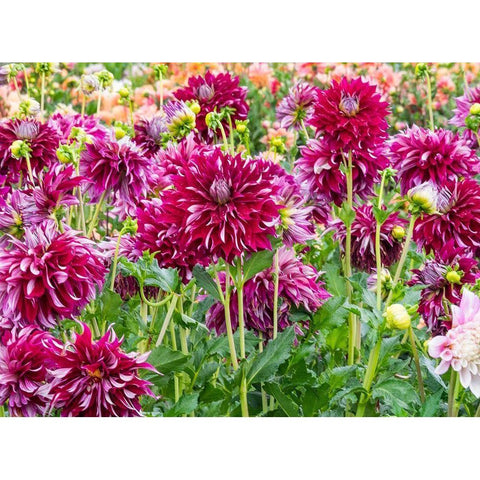 Oregon-Canby-Swam Island Dahlias-Dahlia flower garden in full color Black Modern Wood Framed Art Print by Gulin, Sylvia