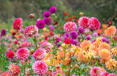Oregon-Canby-Swam Island Dahlias-Dahlia flower garden in full color White Modern Wood Framed Art Print with Double Matting by Gulin, Sylvia