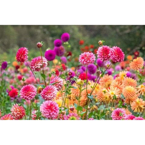 Oregon-Canby-Swam Island Dahlias-Dahlia flower garden in full color Black Modern Wood Framed Art Print by Gulin, Sylvia