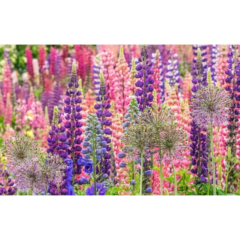 Oregon-Salem-colorful garden with Russell Lupine and Allium in full bloom Black Modern Wood Framed Art Print with Double Matting by Gulin, Sylvia