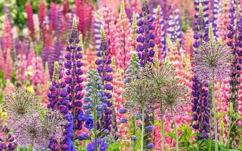 Oregon-Salem-colorful garden with Russell Lupine and Allium in full bloom White Modern Wood Framed Art Print with Double Matting by Gulin, Sylvia
