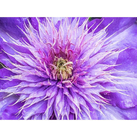 Oregon-Salem close-up of purple blooming Clematis flower Black Modern Wood Framed Art Print with Double Matting by Gulin, Sylvia