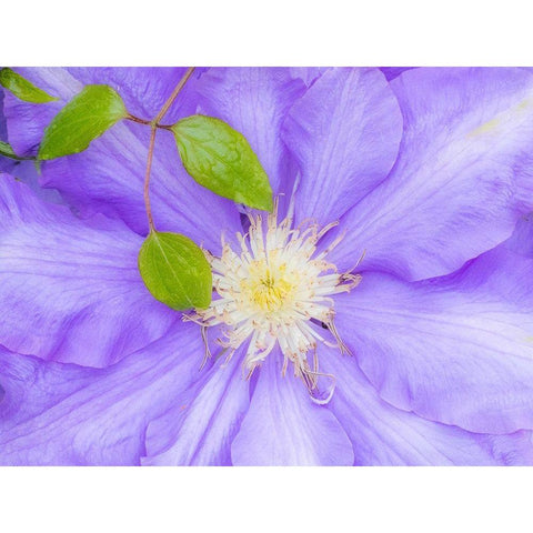Oregon-Salem close-up of purple blooming Clematis flower Black Modern Wood Framed Art Print by Gulin, Sylvia