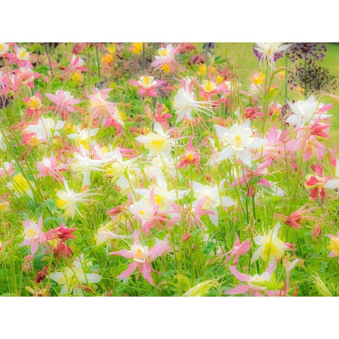 Oregon-Salem-Columbine in display garden Black Modern Wood Framed Art Print by Gulin, Sylvia