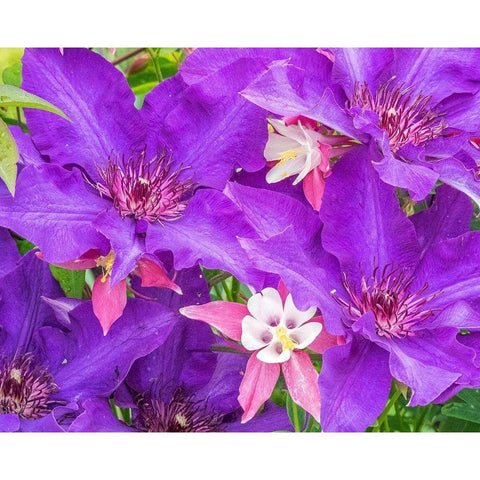 Oregon-Salem close-up of purple blooming Clematis flower Black Modern Wood Framed Art Print with Double Matting by Gulin, Sylvia