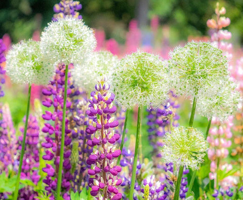 Oregon-Salem-colorful garden with Russell Lupine and Allium in full bloom White Modern Wood Framed Art Print with Double Matting by Gulin, Sylvia