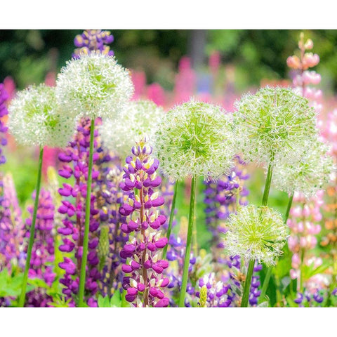 Oregon-Salem-colorful garden with Russell Lupine and Allium in full bloom Black Modern Wood Framed Art Print by Gulin, Sylvia