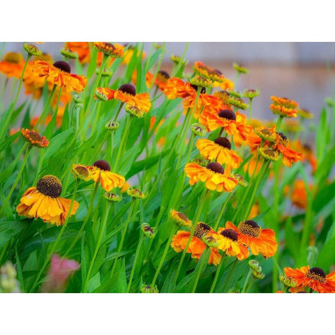Oregon-Canby-Swan Island Dahlias garden summertime with display of Sneeze weed Black Modern Wood Framed Art Print by Gulin, Sylvia