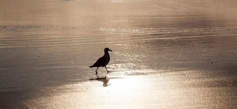 Oregon Cannon Beach with seagull reflection in the sand at sunset White Modern Wood Framed Art Print with Double Matting by Gulin, Sylvia