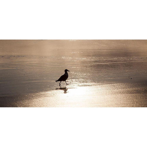 Oregon Cannon Beach with seagull reflection in the sand at sunset Black Modern Wood Framed Art Print by Gulin, Sylvia