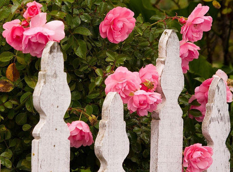 Oregon-Cannon Beach with gardens and white picket fences and pink roses White Modern Wood Framed Art Print with Double Matting by Gulin, Sylvia