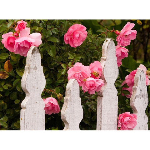 Oregon-Cannon Beach with gardens and white picket fences and pink roses Gold Ornate Wood Framed Art Print with Double Matting by Gulin, Sylvia