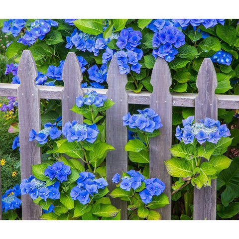 Oregon-Cannon Beach-Northwest Hydrangea bloom Picket fence Black Modern Wood Framed Art Print with Double Matting by Gulin, Sylvia