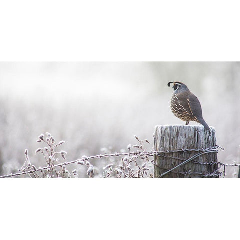 Oregon-Eugene-mornings frost fence post and California Quail White Modern Wood Framed Art Print by Gulin, Sylvia