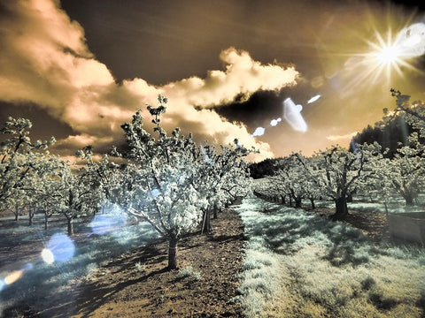 USA-Oregon-Columbia Gorge Infrared of light reflecting in spring apple orchard Black Ornate Wood Framed Art Print with Double Matting by Eggers, Terry