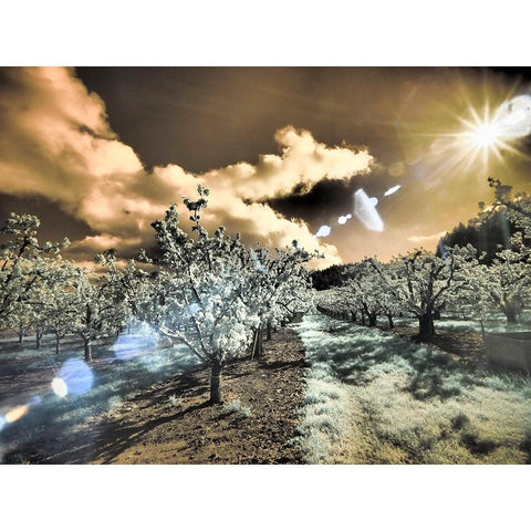 USA-Oregon-Columbia Gorge Infrared of light reflecting in spring apple orchard Black Modern Wood Framed Art Print by Eggers, Terry