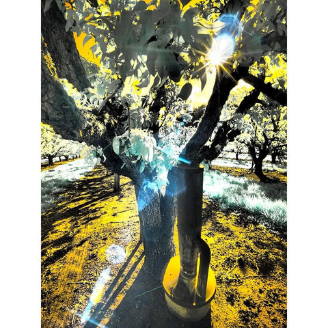 USA-Oregon-Columbia Gorge Infrared of light reflecting in spring apple orchard Black Modern Wood Framed Art Print with Double Matting by Eggers, Terry