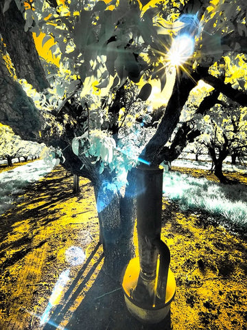 USA-Oregon-Columbia Gorge Infrared of light reflecting in spring apple orchard White Modern Wood Framed Art Print with Double Matting by Eggers, Terry