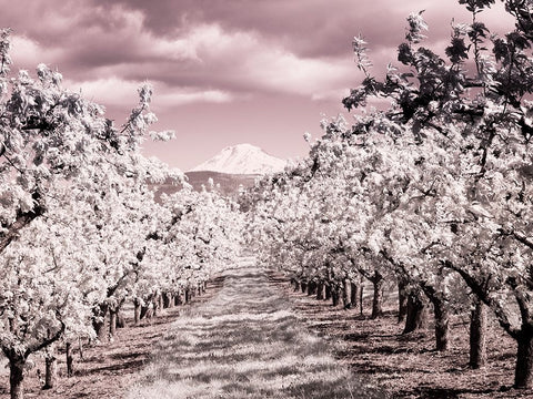 USA-Oregon-Columbia Gorge Infrared of Spring orchards and Mount Rainier Black Ornate Wood Framed Art Print with Double Matting by Eggers, Terry