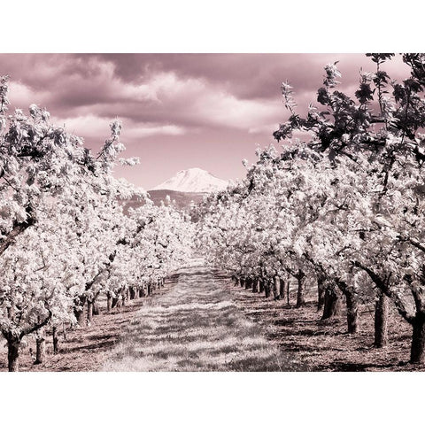 USA-Oregon-Columbia Gorge Infrared of Spring orchards and Mount Rainier White Modern Wood Framed Art Print by Eggers, Terry