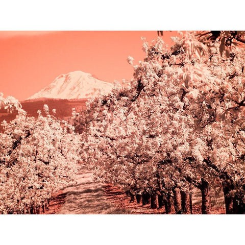 USA-Oregon-Columbia Gorge Infrared of Spring orchards and Mount Rainier Black Modern Wood Framed Art Print by Eggers, Terry