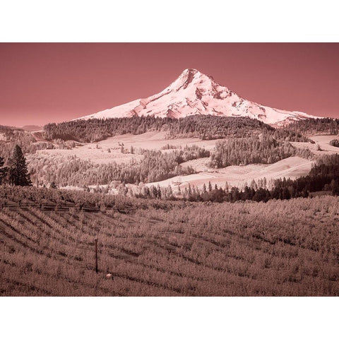 USA-Oregon-Columbia Gorge Infrared of spring orchards in bloom and Mount Hood Black Modern Wood Framed Art Print by Eggers, Terry