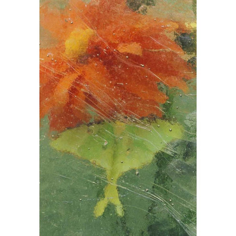 PA, Luna moth on orange dahlia behind glass Gold Ornate Wood Framed Art Print with Double Matting by Rotenberg, Nancy