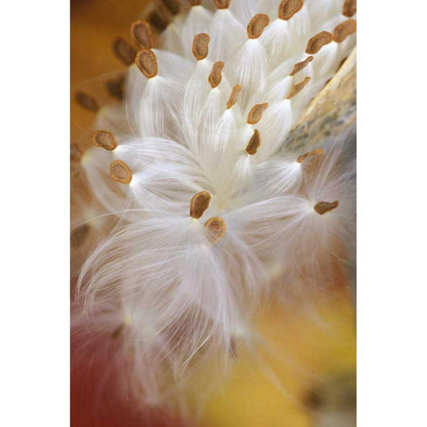 USA, Pennsylvania, Milkweed opening in fall White Modern Wood Framed Art Print by Rotenberg, Nancy