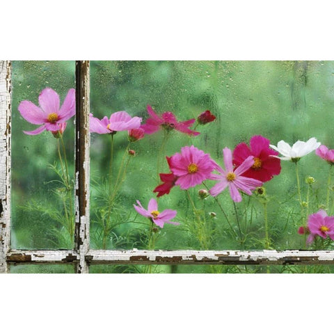 USA, Pennsylvania, Cosmos in Rainy Window White Modern Wood Framed Art Print by Rotenberg, Nancy