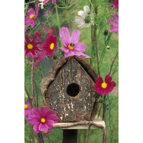 PA, Birdhouse among cosmos flowers with bee White Modern Wood Framed Art Print by Rotenberg, Nancy