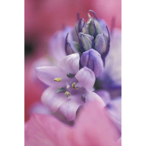 USA, Pennsylvania, Hyacinth close-up Gold Ornate Wood Framed Art Print with Double Matting by Rotenberg, Nancy