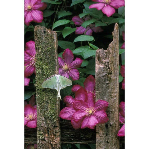 PA, Luna moth on fence with pink clematis flowers Black Modern Wood Framed Art Print by Rotenberg, Nancy
