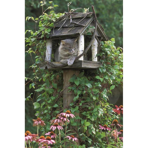 PA, Cat in birdfeeder amid flowers Black Modern Wood Framed Art Print by Rotenberg, Nancy