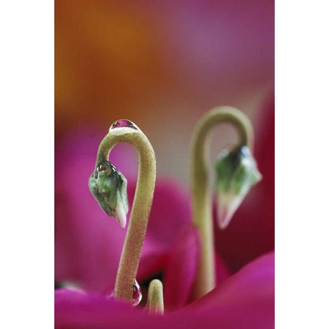USA, Pennsylvania Cyclamen with water drop Black Modern Wood Framed Art Print by Rotenberg, Nancy