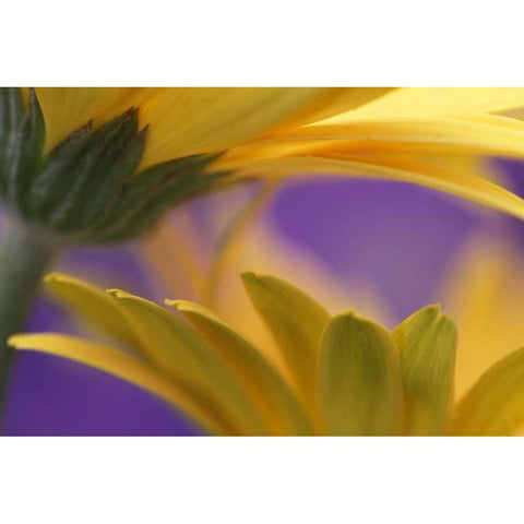 Pennsylvania Yellow Gerbera Daisies White Modern Wood Framed Art Print by Rotenberg, Nancy