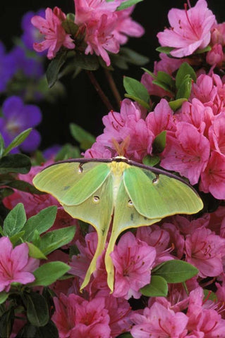 USA, Pennsylvania, Luna moth on pink azaleas Black Ornate Wood Framed Art Print with Double Matting by Rotenberg, Nancy