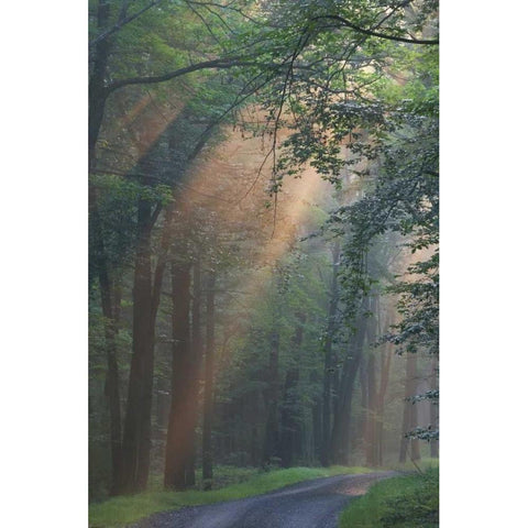 PA, Light rays streaming through a forest White Modern Wood Framed Art Print by Anon, Ellen