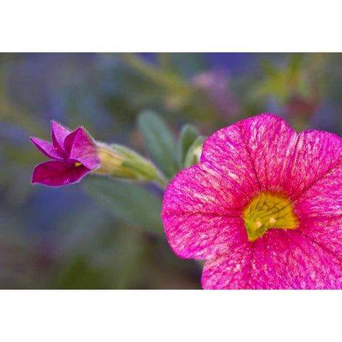 PA, Philadelphia Flower at the Nature Center Black Modern Wood Framed Art Print by OBrien, Jay