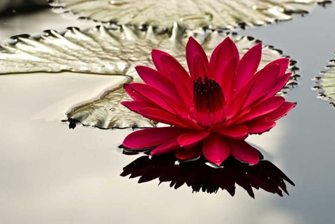 PA, Philadelphia Water lily on garden pond White Modern Wood Framed Art Print with Double Matting by OBrien, Jay