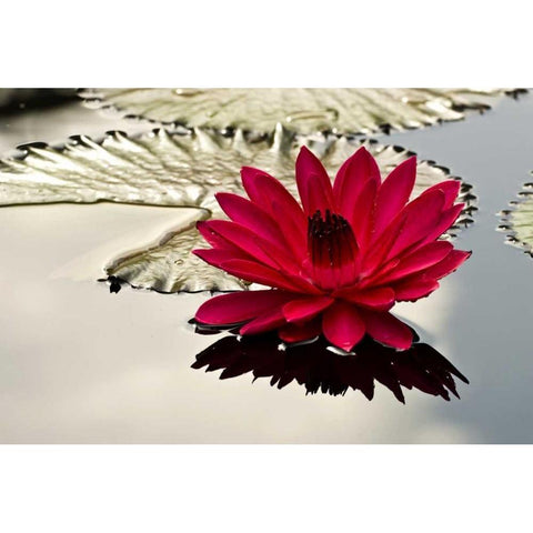 PA, Philadelphia Water lily on garden pond Gold Ornate Wood Framed Art Print with Double Matting by OBrien, Jay