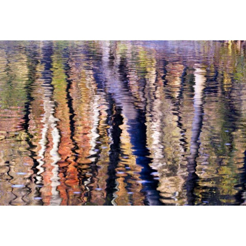PA, Philadelphia Autumn trees by Pennypack Creek Black Modern Wood Framed Art Print by OBrien, Jay