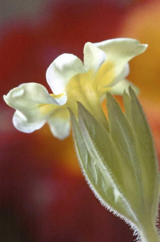 PA, Philadelphia Primrose at the Nature Center White Modern Wood Framed Art Print with Double Matting by OBrien, Jay